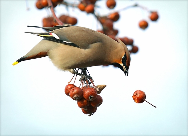 bohemian-waxwing-2138876_960_720