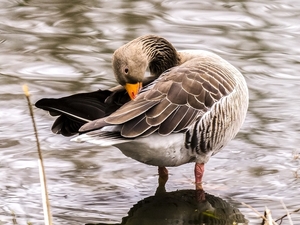 goose-2408256_960_720