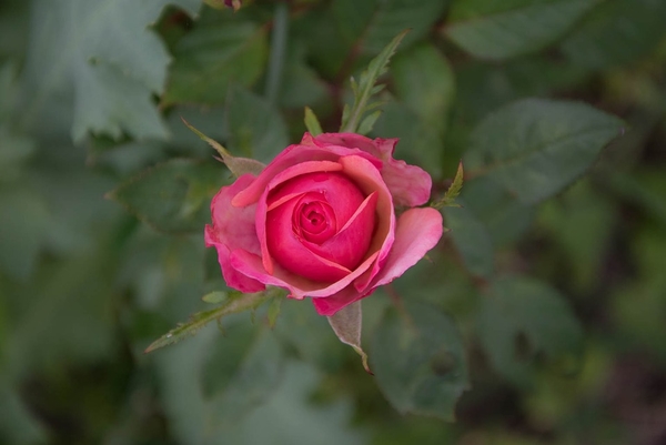 rose-2474634_960_720