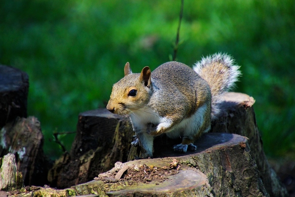 squirrel-2340937_960_720