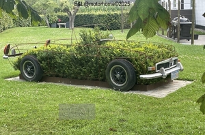 13-IMG_4427 (Groot)