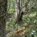 43-IMG_4538 (Groot)