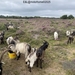 51-IMG_4588 (Groot)