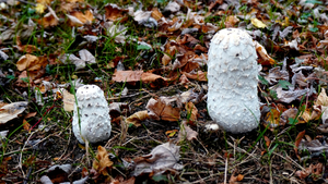 2025-10-WEB-FREDDY.L-004