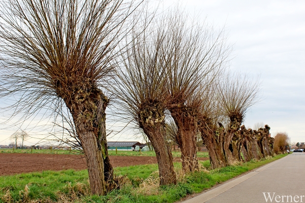 28_IMG_2762_2025-03-22-za_proefrit-003=ochtenrit_tNoord_Klokken-r
