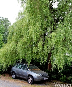 IMG_3738_2025-05-18-zo_Klokken-rit_1ste-deelnemer_Lexus_07u30