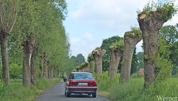 IMG_3927_2025-05-18-zo_Klokken-rit_vvk-apen_RiT2_knots-bomen