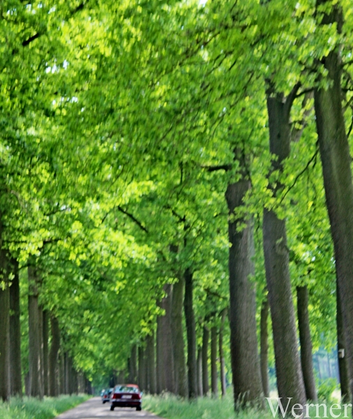 IMG_3930_2025-05-18-zo_Klokken-rit_vvk-apen_RiT2_bosrijke-omgevin