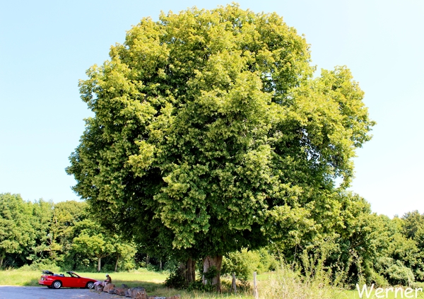43_IMG_8188_vvk-Beringen_2025-07-13_Ardennenrit_onderweg_Pik-Nik-