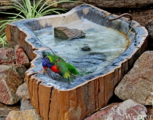 IMG_3185-12d_RAMc_Weekend-Giethoorn_2025-09-13-za_Pantropica@Lutt