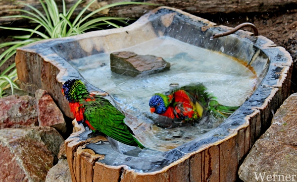 IMG_3186-12d_RAMc_Weekend-Giethoorn_2025-09-13-za_Pantropica@Lutt