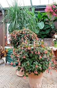 IMG_3190-12d_RAMc_Weekend-Giethoorn_2025-09-13-za_Pantropica@Lutt