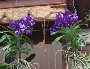 IMG_3191-12d_RAMc_Weekend-Giethoorn_2025-09-13-za_Pantropica@Lutt