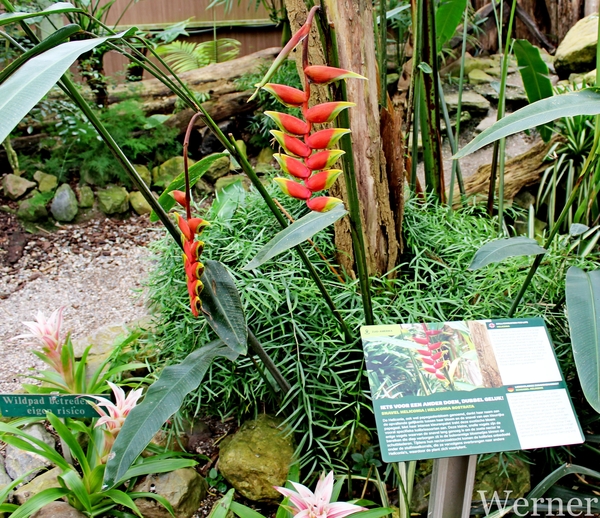IMG_3192-12d_RAMc_Weekend-Giethoorn_2025-09-13-za_Pantropica@Lutt