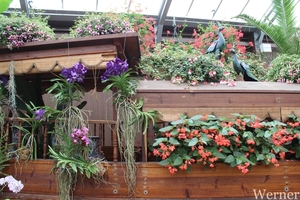 IMG_3191-12d_RAMc_Weekend-Giethoorn_2025-09-13-za_Pantropica@Lutt