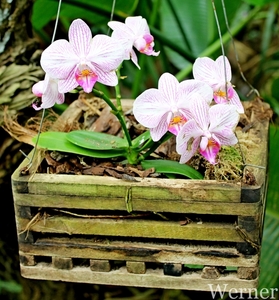 IMG_3193-12d_RAMc_Weekend-Giethoorn_2025-09-13-za_Pantropica@Lutt
