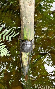 IMG_3194-12d_RAMc_Weekend-Giethoorn_2025-09-13-za_Pantropica@Lutt