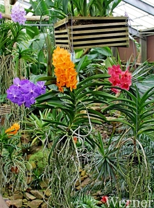 IMG_3198-12d_RAMc_Weekend-Giethoorn_2025-09-13-za_Pantropica@Lutt