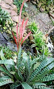 IMG_3203-12d_RAMc_Weekend-Giethoorn_2025-09-13-za_Pantropica@Lutt