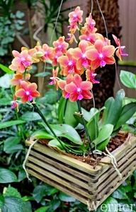 IMG_3207-12d_RAMc_Weekend-Giethoorn_2025-09-13-za_Pantropica@Lutt