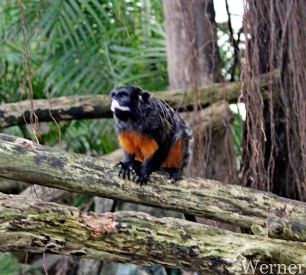 IMG_3209-12d_RAMc_Weekend-Giethoorn_2025-09-13-za_Pantropica@Lutt