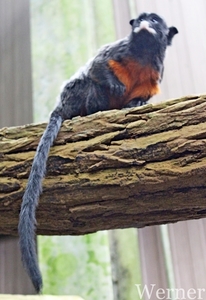 IMG_3212-12d_RAMc_Weekend-Giethoorn_2025-09-13-za_Pantropica@Lutt