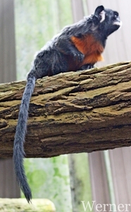 IMG_3213-12d_RAMc_Weekend-Giethoorn_2025-09-13-za_Pantropica@Lutt