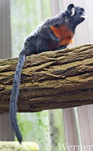 IMG_3213-12d_RAMc_Weekend-Giethoorn_2025-09-13-za_Pantropica@Lutt