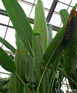 IMG_3218-12d_RAMc_Weekend-Giethoorn_2025-09-13-za_Pantropica@Lutt