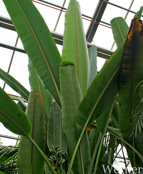 IMG_3218-12d_RAMc_Weekend-Giethoorn_2025-09-13-za_Pantropica@Lutt