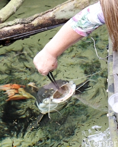 IMG_3236-12d_RAMc_Weekend-Giethoorn_2025-09-13-za_Pantropica@Lutt