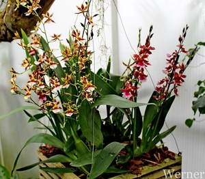 IMG_3242-12d_RAMc_Weekend-Giethoorn_2025-09-13-za_Pantropica@Lutt