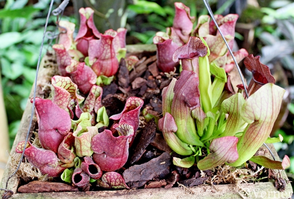 IMG_3250-12d_RAMc_Weekend-Giethoorn_2025-09-13-za_Pantropica@Lutt