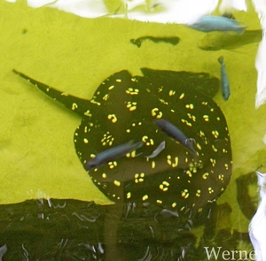 IMG_3281-12d_RAMc_Weekend-Giethoorn_2025-09-13-za_Pantropica@Lutt