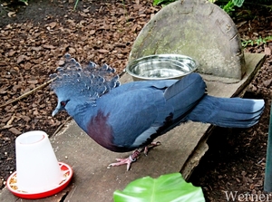 IMG_3256-12d_RAMc_Weekend-Giethoorn_2025-09-13-za_Pantropica@Lutt