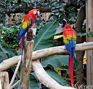 IMG_3298-12d_RAMc_Weekend-Giethoorn_2025-09-13-za_Pantropica@Lutt