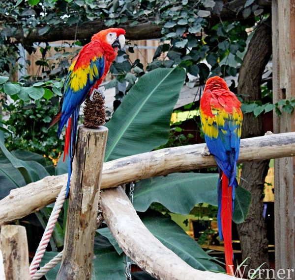 IMG_3298-12d_RAMc_Weekend-Giethoorn_2025-09-13-za_Pantropica@Lutt