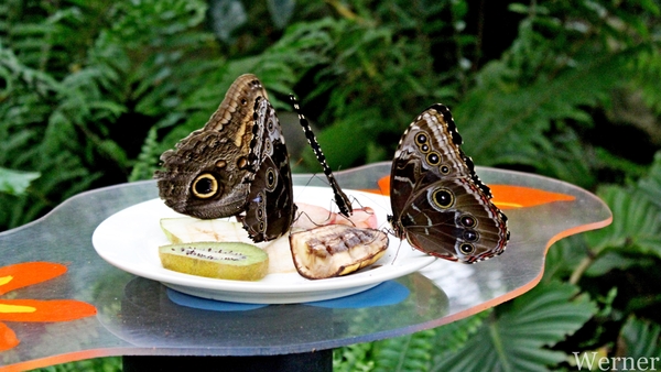 IMG_3302-12d_RAMc_Weekend-Giethoorn_2025-09-13-za_Pantropica@Lutt