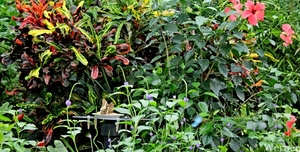 IMG_3311-12d_RAMc_Weekend-Giethoorn_2025-09-13-za_Pantropica@Lutt