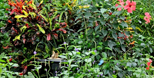 IMG_3311-12d_RAMc_Weekend-Giethoorn_2025-09-13-za_Pantropica@Lutt