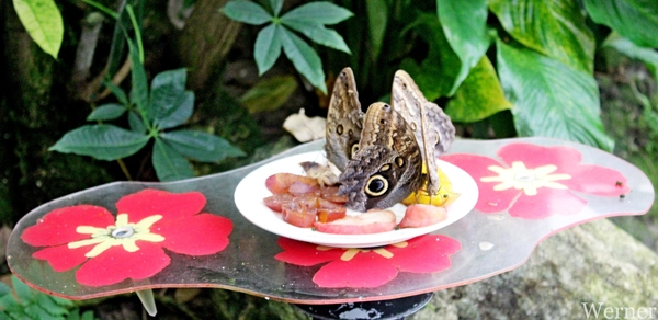 IMG_3314-12d_RAMc_Weekend-Giethoorn_2025-09-13-za_Pantropica@Lutt
