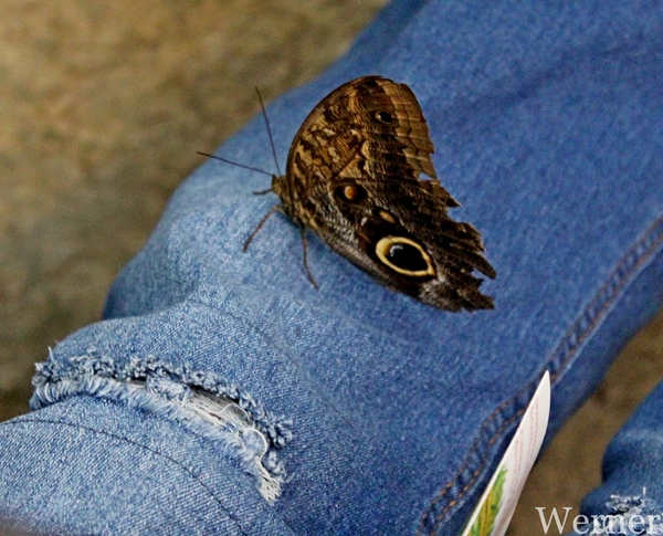 IMG_3326-12d_RAMc_Weekend-Giethoorn_2025-09-13-za_Pantropica@Lutt
