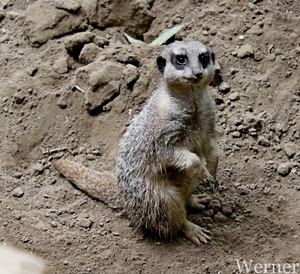 IMG_3347-12d_RAMc_Weekend-Giethoorn_2025-09-13-za_Pantropica@Lutt