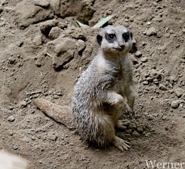 IMG_3347-12d_RAMc_Weekend-Giethoorn_2025-09-13-za_Pantropica@Lutt
