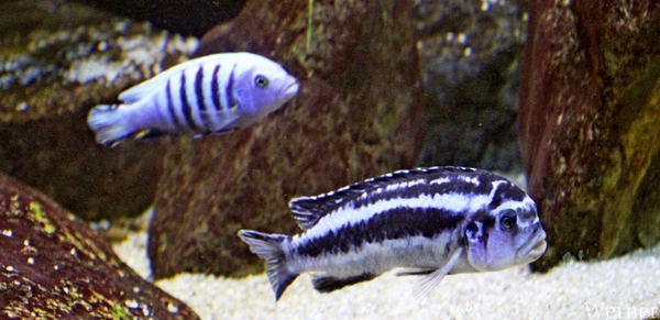 IMG_3348-12d_RAMc_Weekend-Giethoorn_2025-09-13-za_Pantropica@Lutt