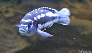 IMG_3351-12d_RAMc_Weekend-Giethoorn_2025-09-13-za_Pantropica@Lutt