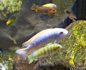 IMG_3363-12d_RAMc_Weekend-Giethoorn_2025-09-13-za_Pantropica@Lutt