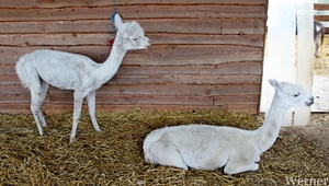 IMG_3382-12d_RAMc_Weekend-Giethoorn_2025-09-13-za_Pantropica@Lutt