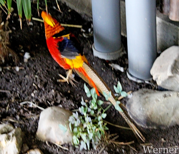 IMG_3386-12d_RAMc_Weekend-Giethoorn_2025-09-13-za_Pantropica@Lutt