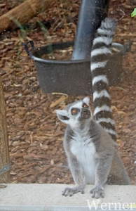 IMG_3393-12d_RAMc_Weekend-Giethoorn_2025-09-13-za_Pantropica@Lutt